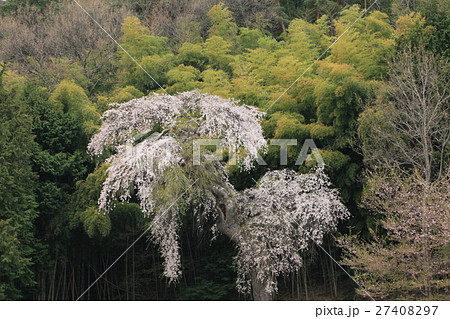 光林寺の枝垂れ桜 27408297