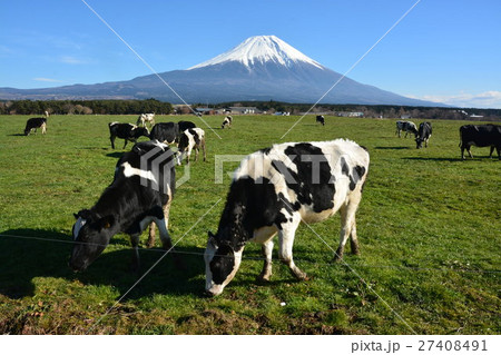 富士山と牛 富士山と牛 27408491