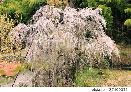 川井家のしだれ桜 27409035