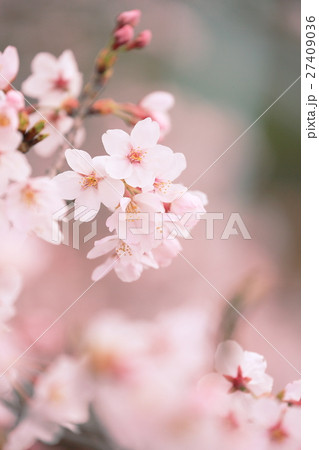 春の印象　桜 27409036