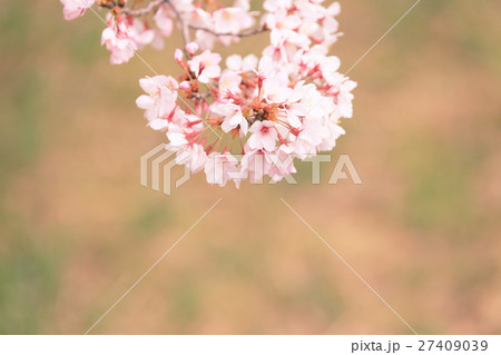 春の印象　桜 27409039