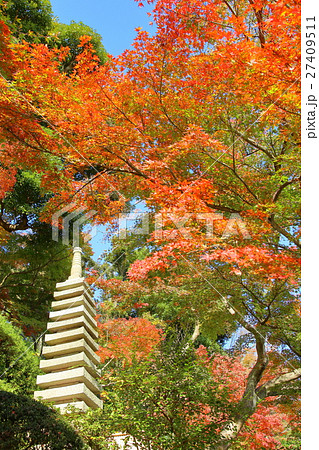長谷寺の紅葉 【鎌倉市】 長谷寺の紅葉 【鎌倉市】 27409511