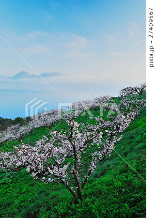 望岳梅花 望岳梅花 27409567