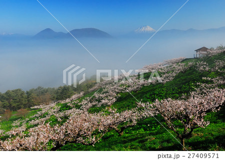 望岳梅林 27409571