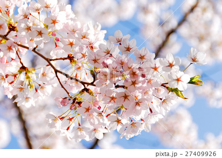 さくら 27409926