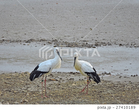 コウノトリ コウノトリ 27410189