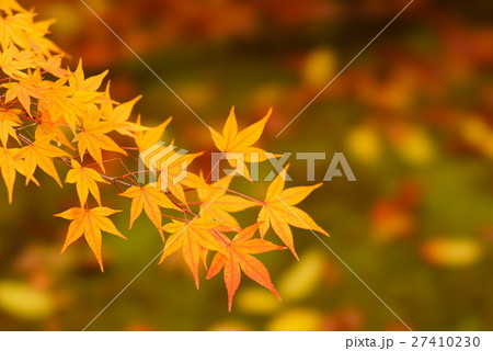 紅葉 紅葉 27410230