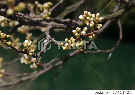 蕾（スモモの花） 27411420