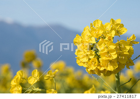 早咲きの菜の花 早咲きの菜の花 27411817