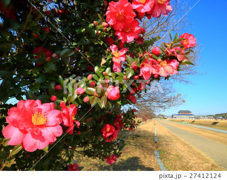 平城京址・大極殿と椿の花 平城京址・大極殿と椿の花 27412124