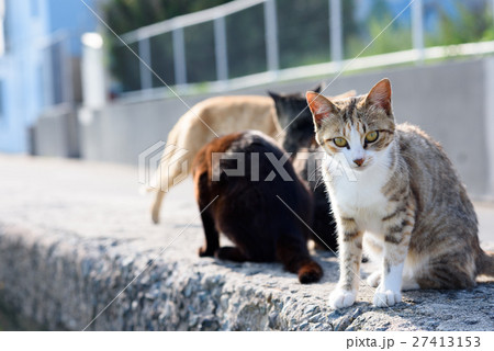 相島のかわいい猫たち キジトラ白猫 覗き込みの写真素材