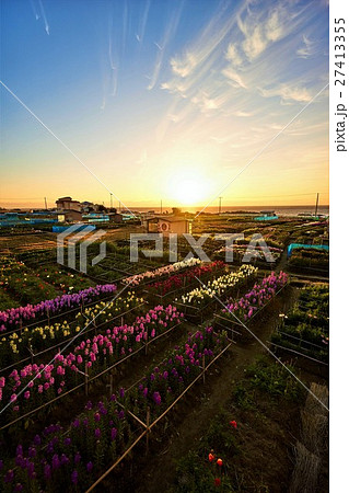 千葉県 南房総 白間津の花畑 朝日 千葉県 南房総 白間津の花畑 朝日 27413355