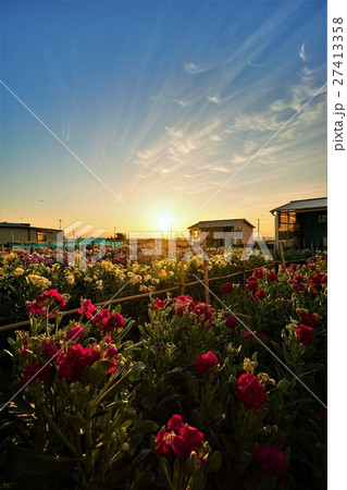 千葉県　南房総　白間津の花畑　朝日 27413358