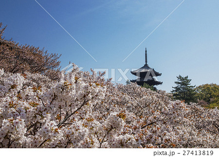 仁和寺　京都の桜　五重塔と桜　春の京都観光 27413819