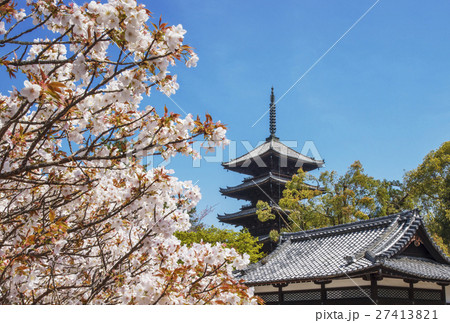 仁和寺 京都の桜 五重塔と桜 春の京都観光の写真素材