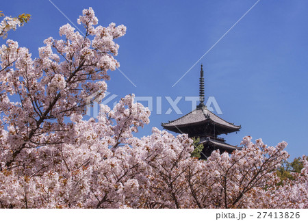 仁和寺 京都の桜 五重塔と桜 春の京都観光の写真素材