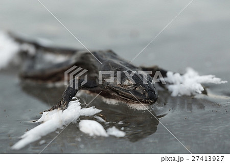 Frozen frog on ice 27413927
