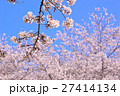 桜と青空 27414134