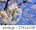 桜と青空 27414136