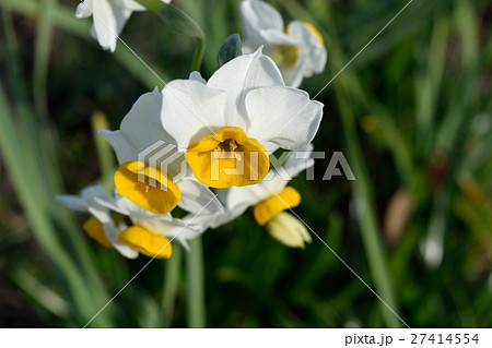 スイセン 27414554