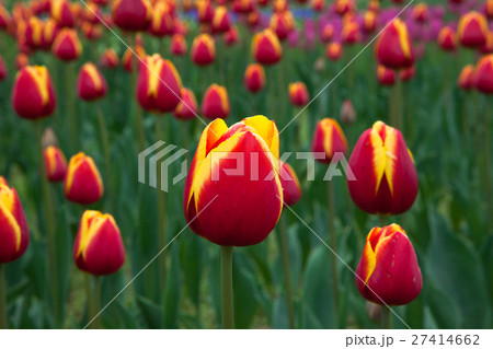 チューリップ畑 チューリップ畑 27414662