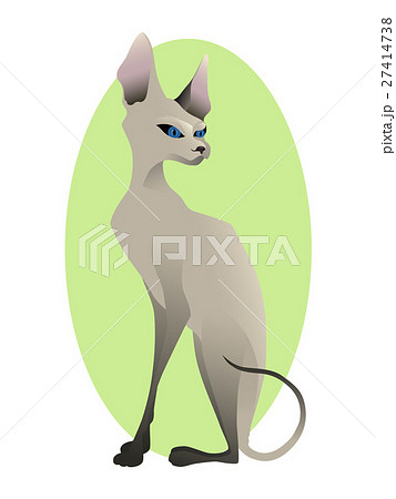 Portrait of young Sphynx cat with blue eyes Portrait of young Sphynx cat with blue eyes 27414738