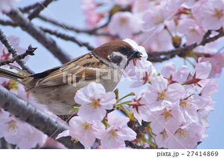 スズメとサクラの写真素材