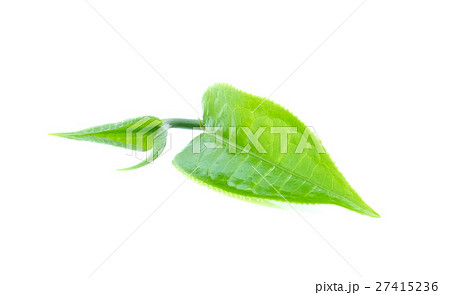 green tea leaf on white background 27415236