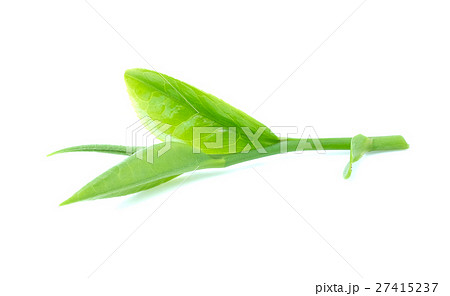 green tea leaf on white background 27415237