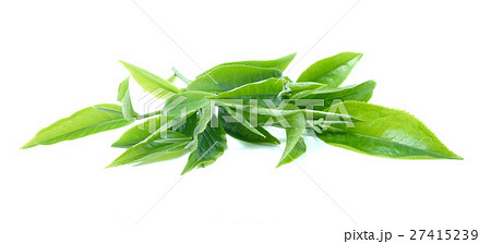green tea leaf on white background green tea leaf on white background 27415239