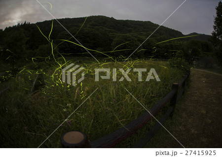 fireflies in japan, firefly fireflies in japan, firefly 27415925