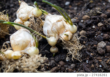 ムスカリの球根と子株の写真素材