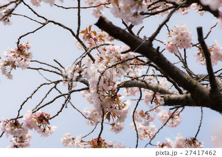 桜 桜 27417462