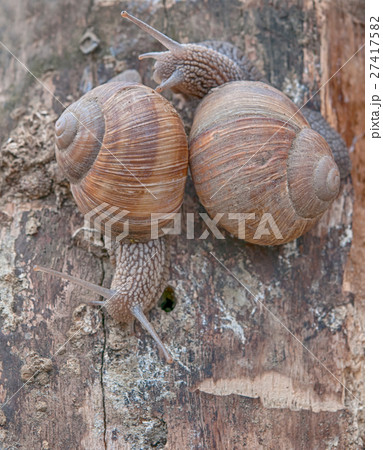 garden snails 27417582