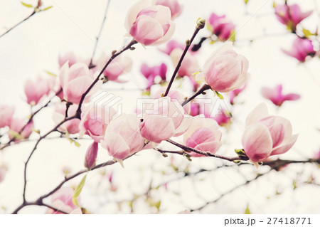 Flowers of magnolia tree in springtime 27418771