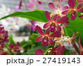 Magenta orchid 27419143