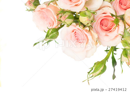 Violet blooming roses Violet blooming roses 27419412