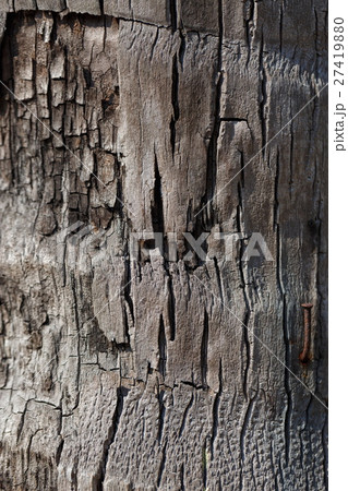 Tree bark background  27419880
