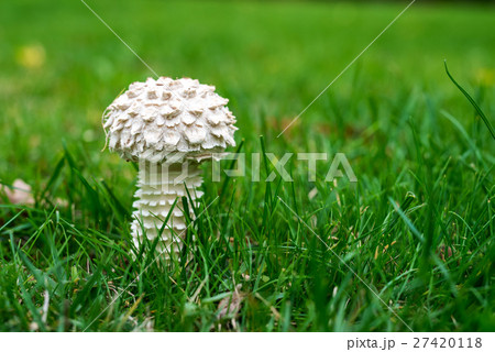 Mushroom in the grass, selective focus, copy space 27420118