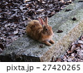 大久野島(うさぎ島)のウサギ 27420265