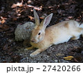 大久野島(うさぎ島)のウサギ 27420266
