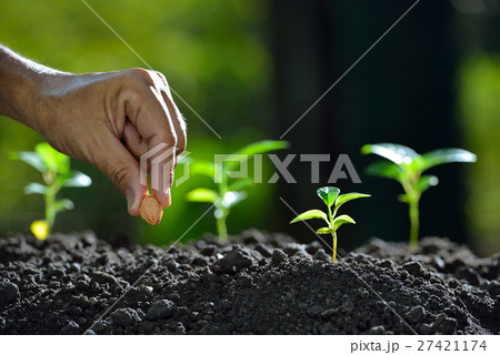 Farmer's hand planting a seed in soil Farmer's hand planting a seed in soil 27421174