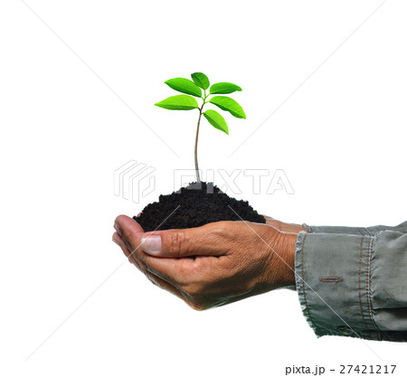 Farmer's hands holding a young plant, isolated Farmer's hands holding a young plant, isolated 27421217