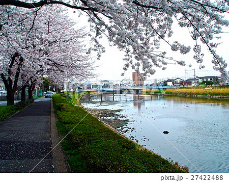 小利根川沿いの桜並木（埼玉県春日部市） 27422488