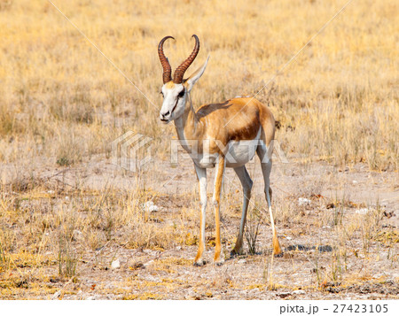 Male impala antelope, Aepyceros melampus, living Male impala antelope, Aepyceros melampus, living 27423105