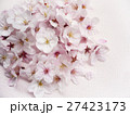桜の花 27423173