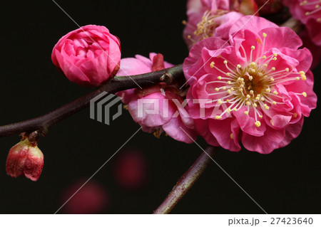 梅 ピンク 黒背景 梅 ピンク 黒背景 27423640