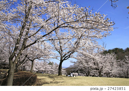 春の逢瀬公園（郡山市） 27423851