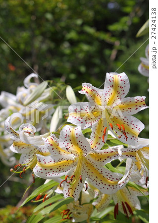 ヤマユリ 27424138