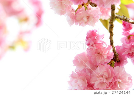 八重桜（紅華） 27424144